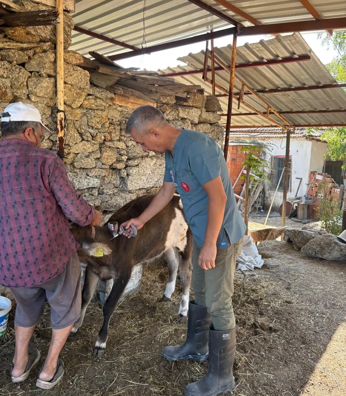 Söke ovasında hayvancılık için koruma kalkanı: Aşı mesaisi hız kazandı