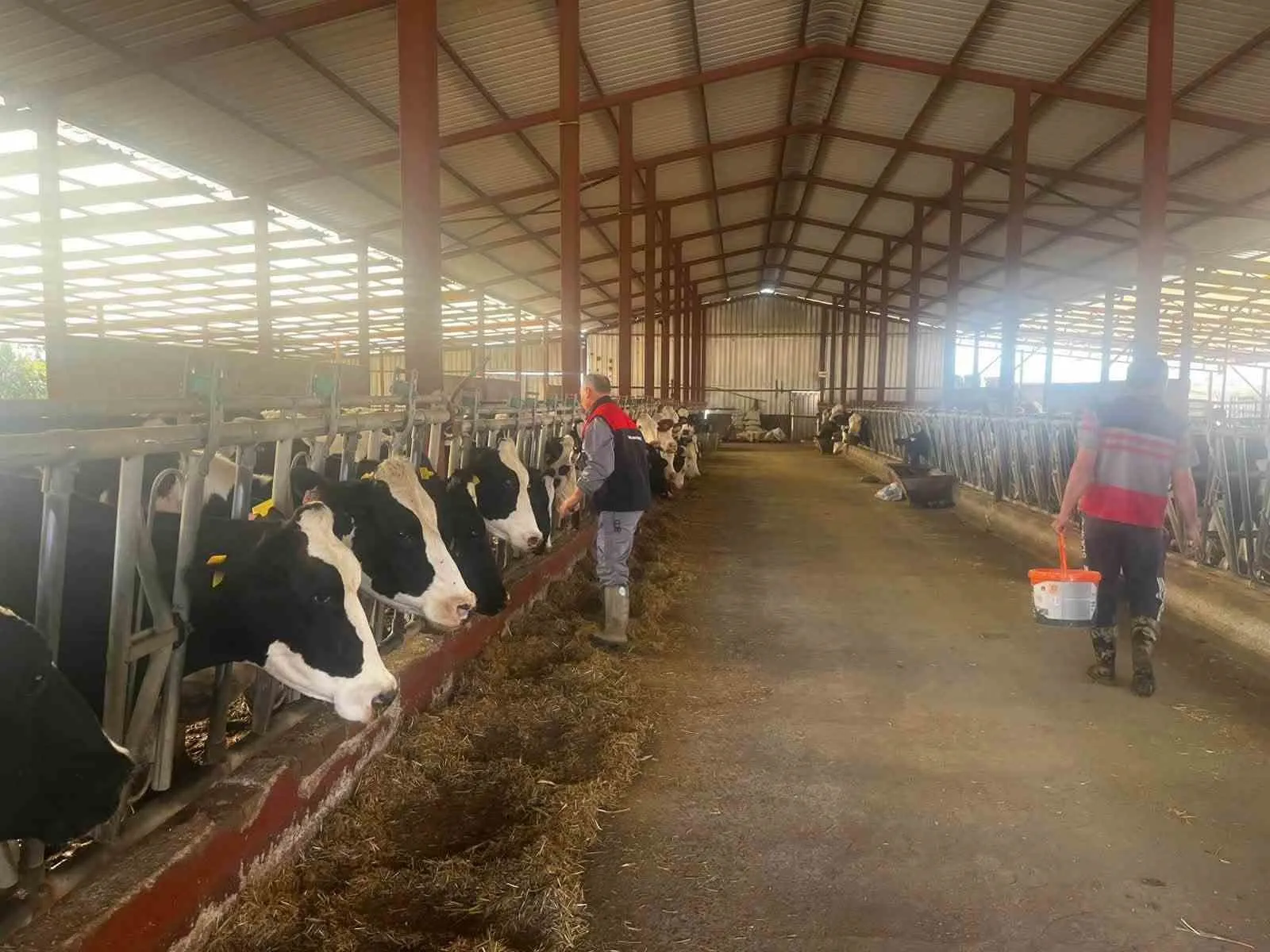 Baklanlı üreticilere şap uyarısı: Sonbahar aşıları sahaya indi