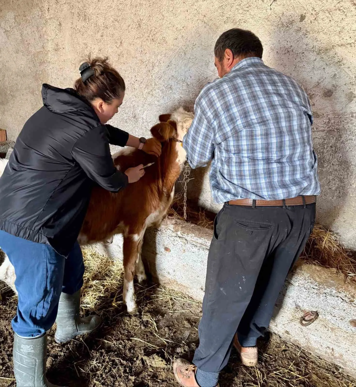 Çay'da hayvancılıkta koruma kalkanı: Aşı mesaisi hız kesmiyor