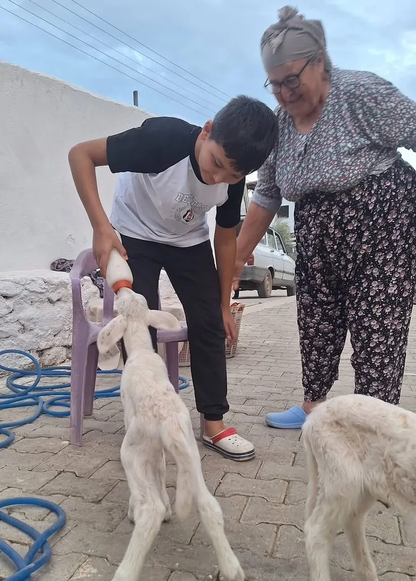 Süt anneliğini üretici üstlendi: Üçüz kuzuların biberonla büyüme serüveni