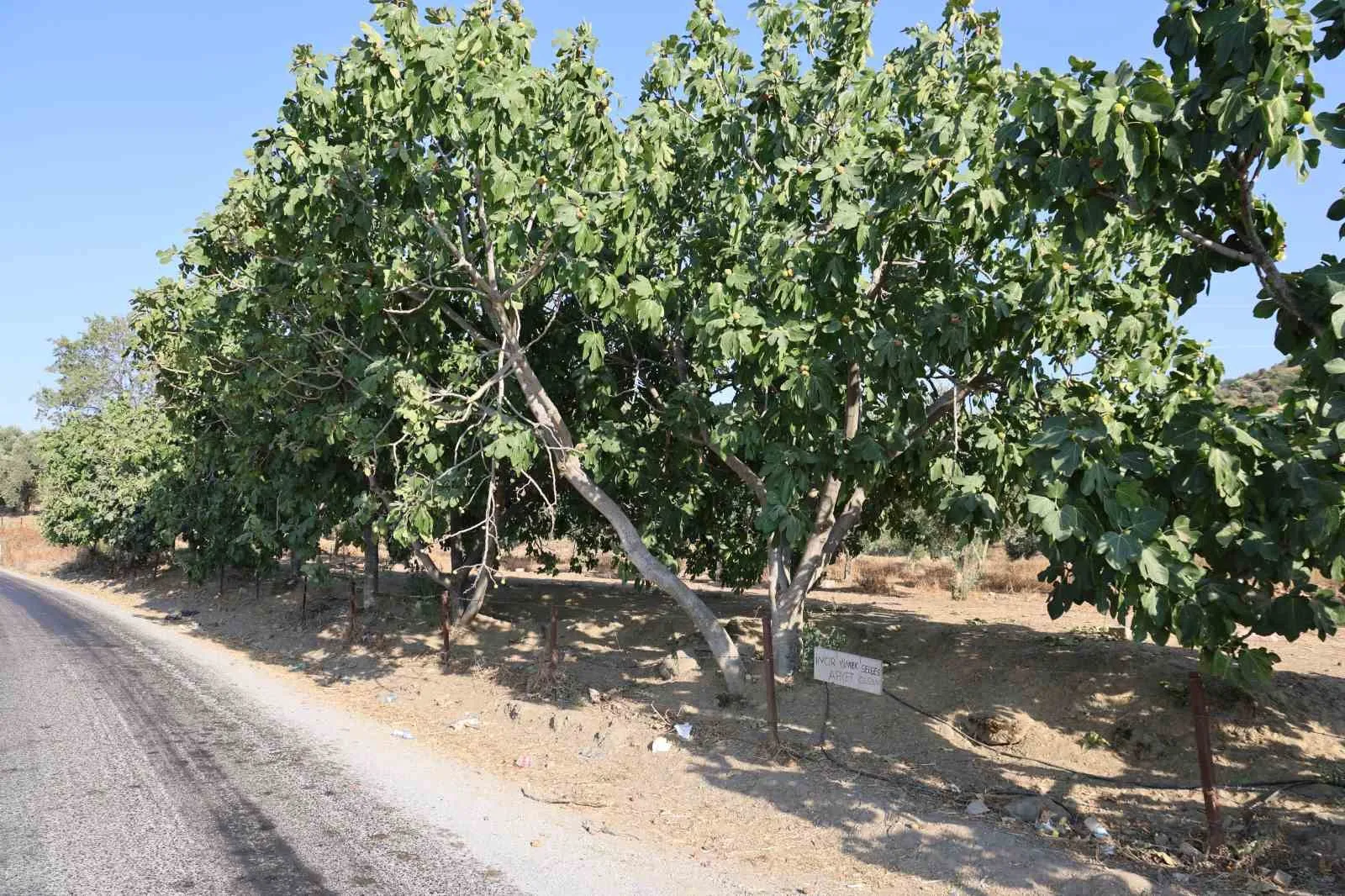 Aydın’da yol kenarındaki incir ağaçlarında "ikram" geleneği: Yiyene helal olsun