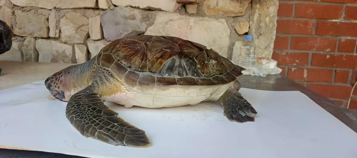 Kuşadası Körfezi’nde acı bilanço: Trol avcılığı deniz canlılarını hedef alıyor