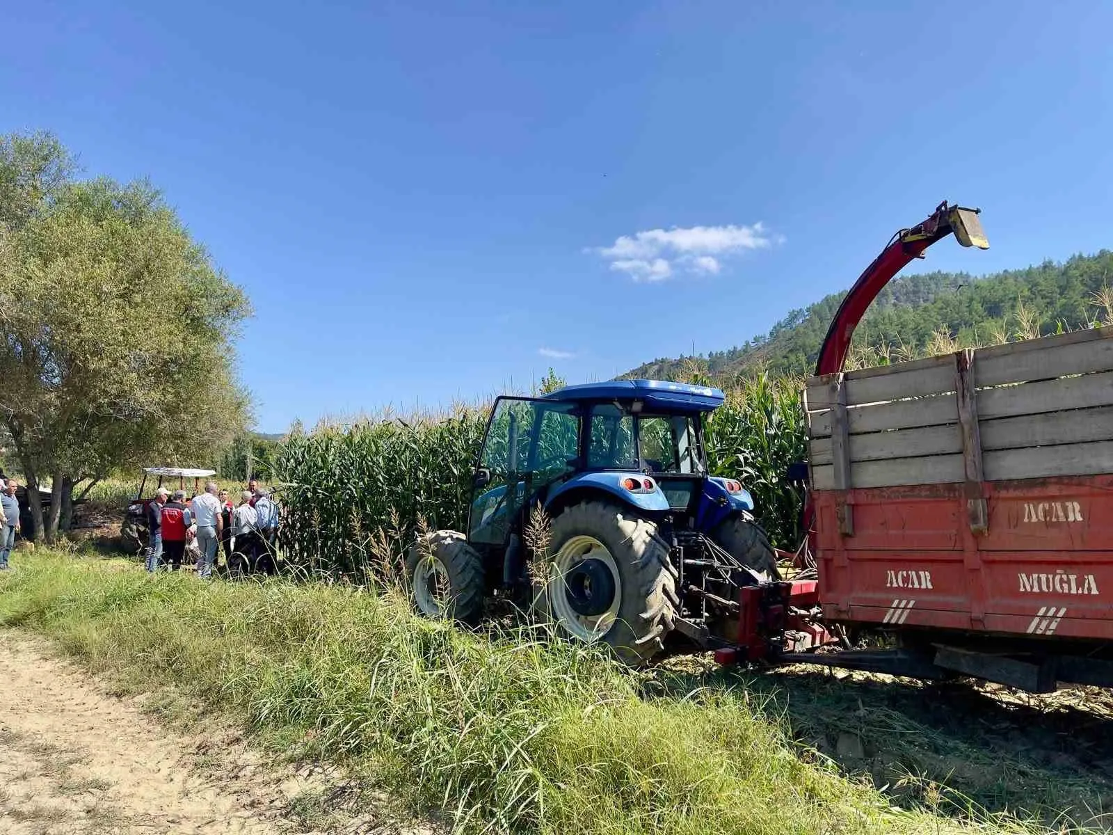 Menteşe’de mısır hasadında verim formülü: Çiftçiye teknik destek