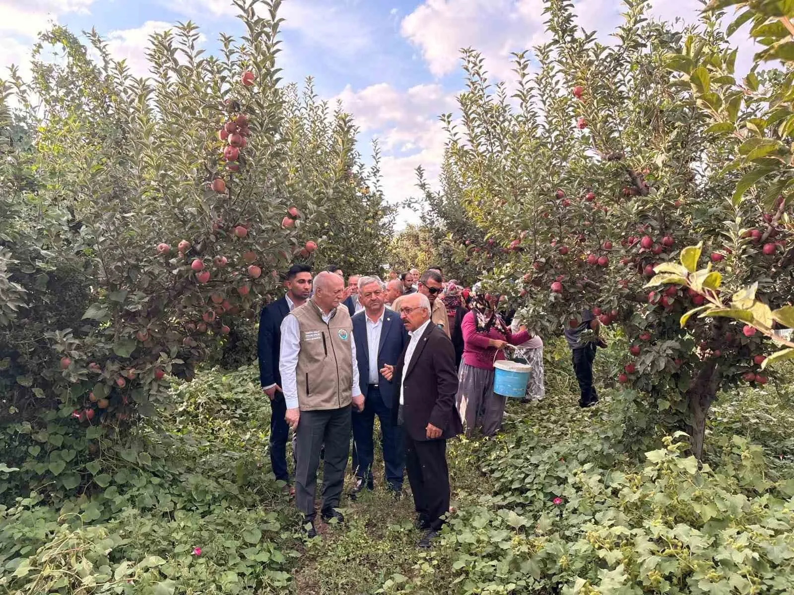Elma bahçelerinde yüzleri güldüren tablo: Rekolte krizi geride kaldı