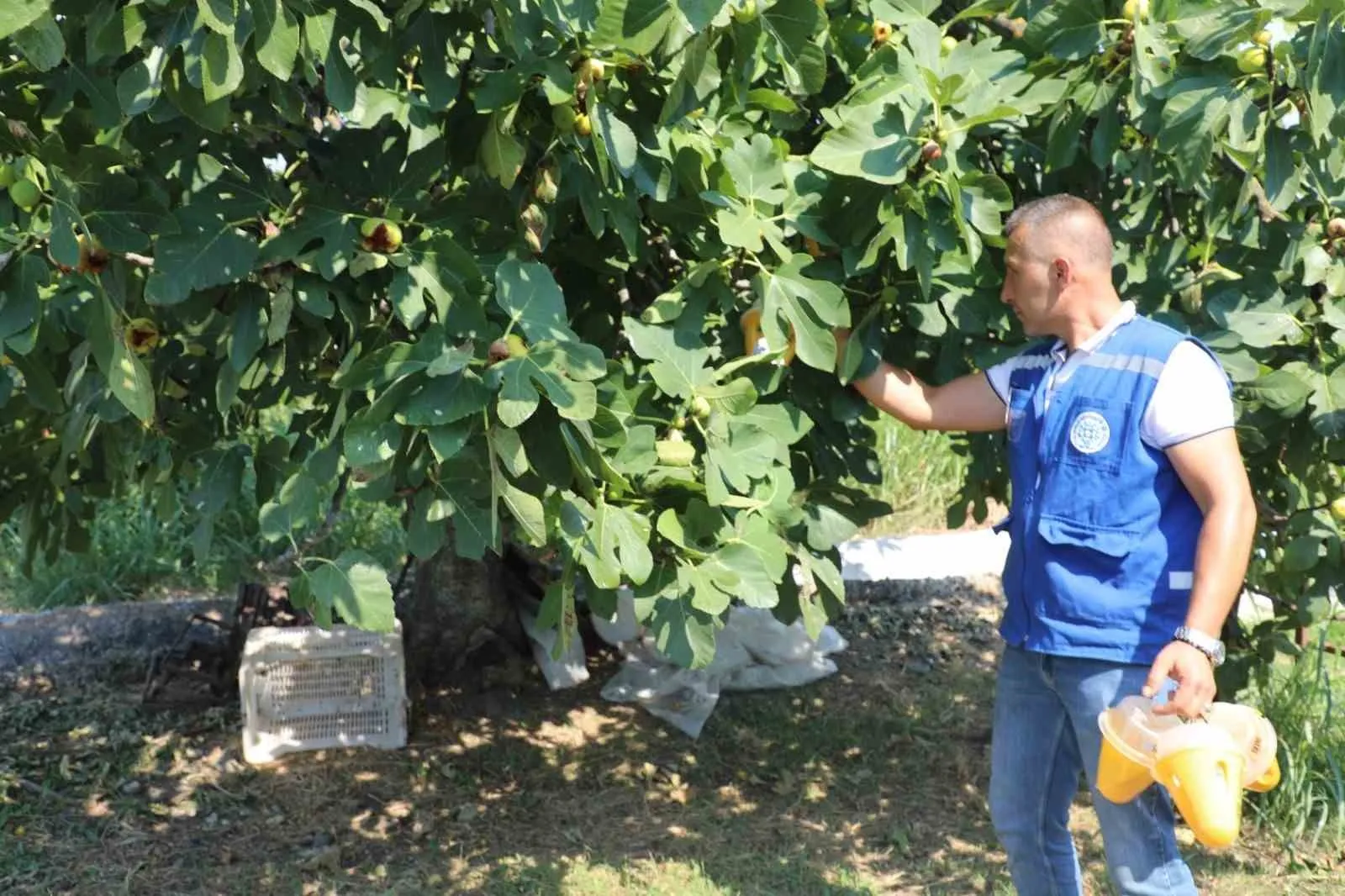 Muğla’nın bereketli bahçelerinde biyoteknolojik seferberlik: Zararlılara karşı doğal kalkan