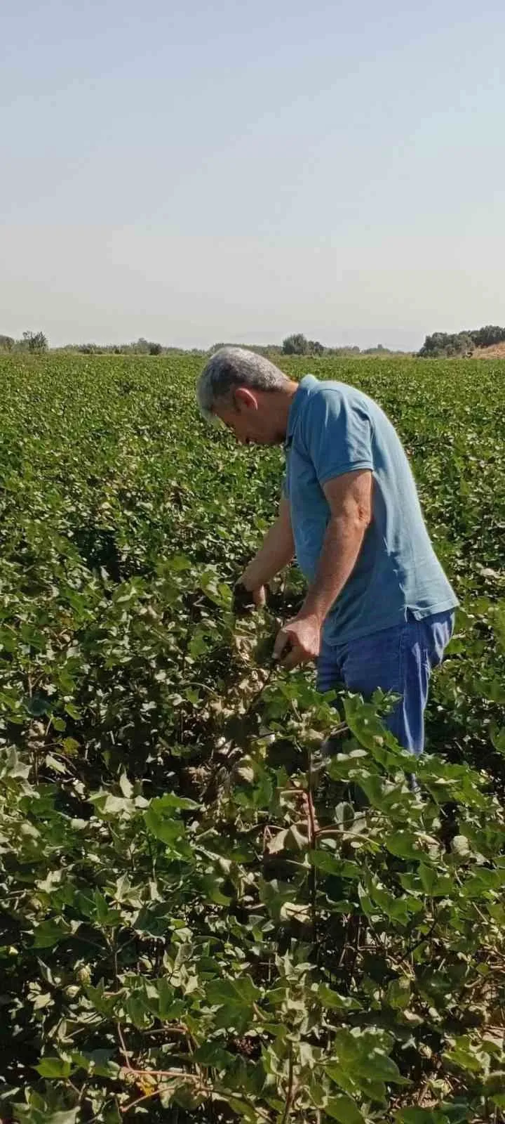 Didim’de pamuk üreticisinin gözü kulağı sahada: Uzmanlardan kritik uyarı