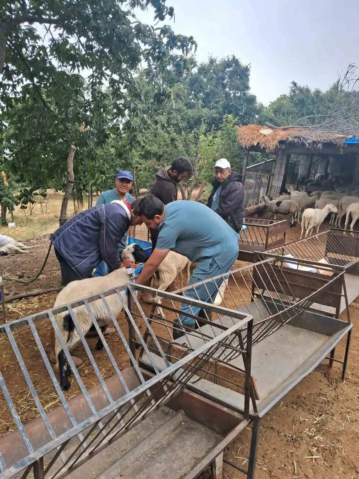 Köşk’te hayvancılıkta titiz denetim: Küçükbaşlar kayıt altına alınıyor