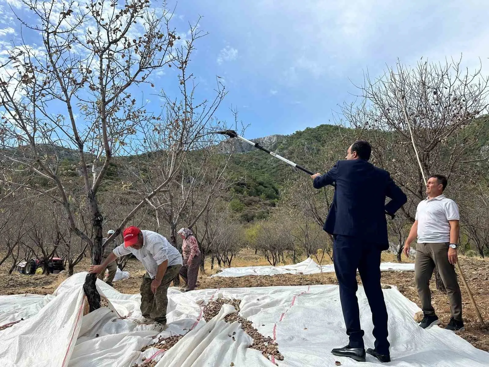 Datça’da hasat bereketi: 300 bini aşkın ağaçtan tonlarca badem toplanıyor
