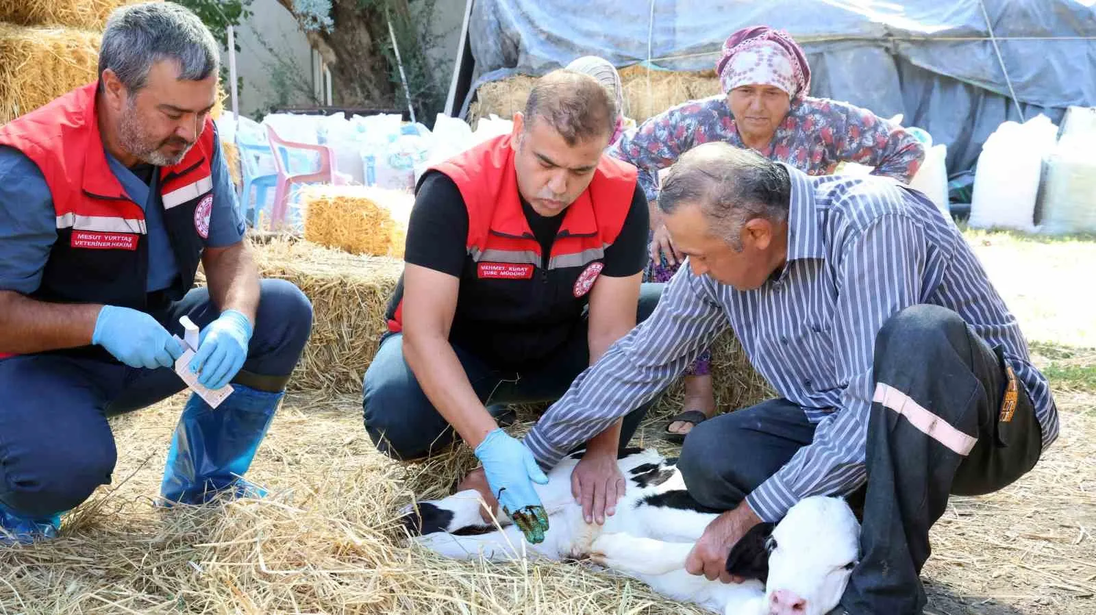 Muğla’da hayvancılığın geleceği için kritik hamle: Buzağı kayıplarına karşı 30 kişilik özel ekip