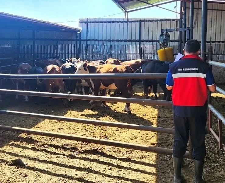 Afyonkarahisar'da üreticinin kapısı çalındı: Desteklenen hayvanlar tek tek incelendi