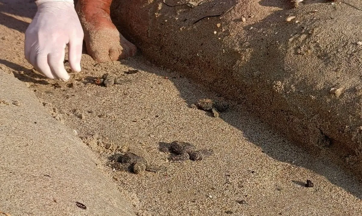 Zorlu koşullara meydan okuyan yaşam: Selin iz bıraktığı kumsaldan 67 caretta caretta çıktı