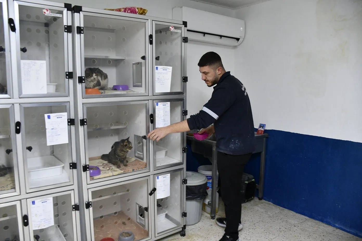 Kuşadası’nda patili dostlar için seferberlik: Binlerce kediye el uzatıldı