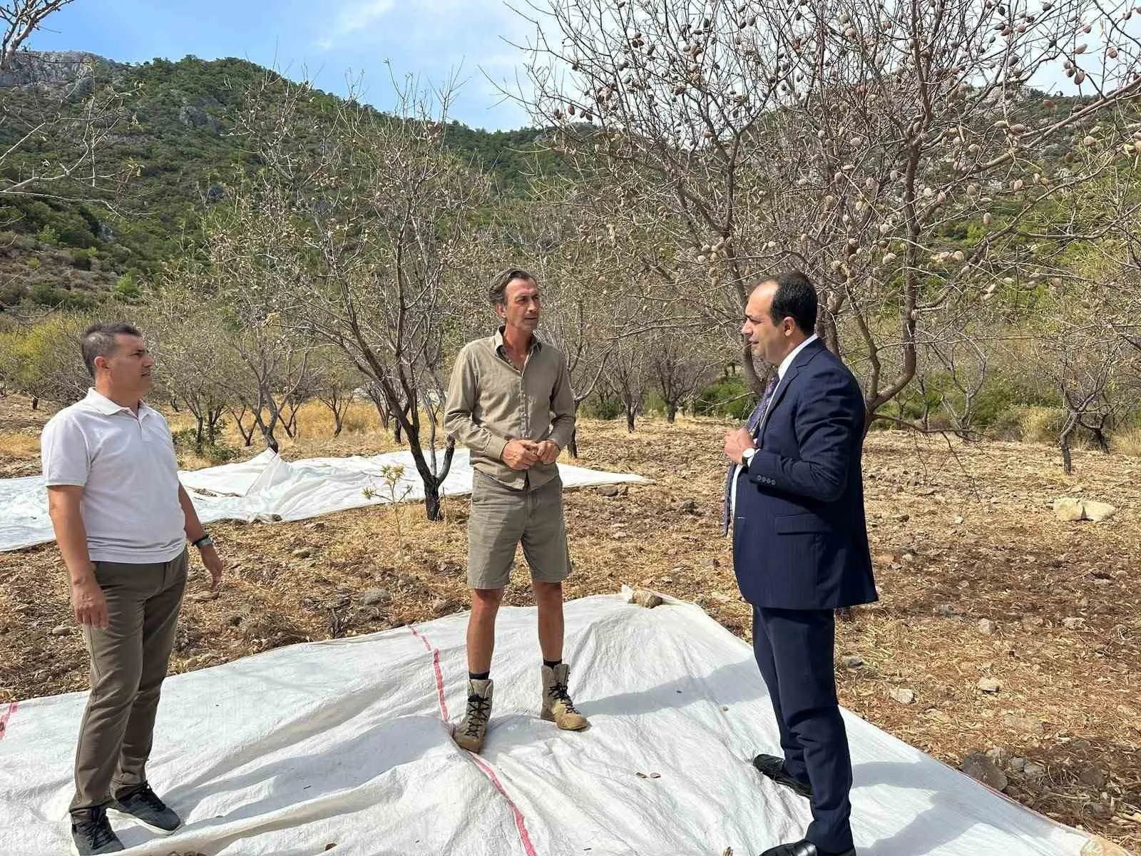Datça’da hasat bereketi: 300 bini aşkın ağaçtan tonlarca badem toplanıyor