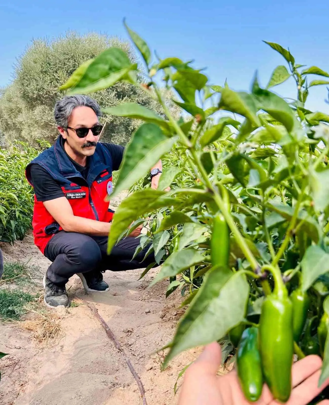 İscehisar tarlalarında yeni rota: Jalapeno biberi için kritik denetim
