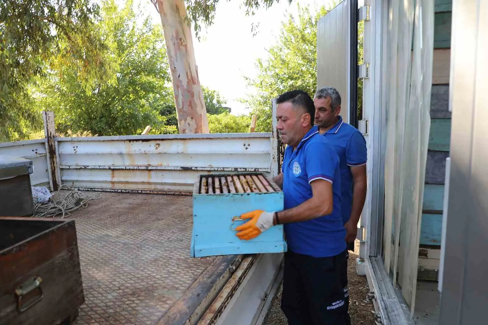 Muğla'da arıcıların kış mesaisi kolaylaştı: Güveye karşı dondurucu çözüm