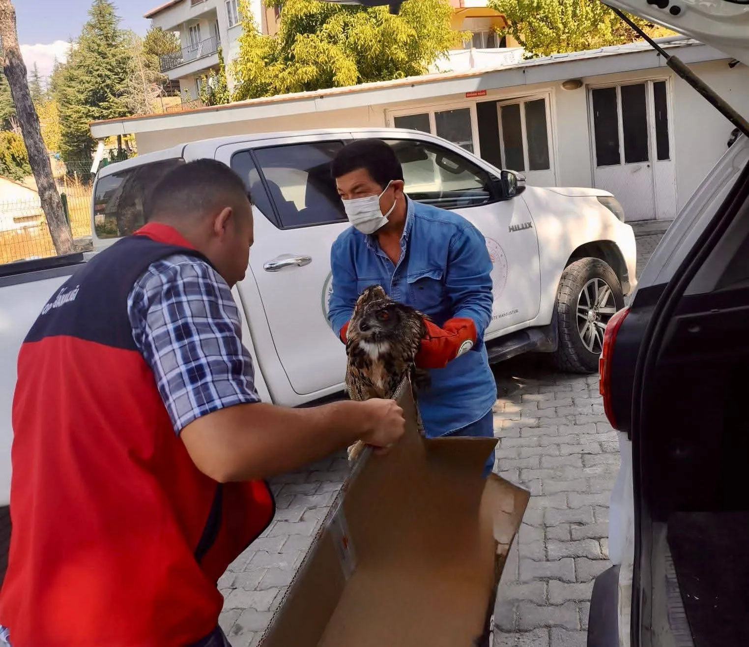 Sandıklı’da Doğada Bitkin Bulunan Puhu Kuşu Şifa Yuvasına Kavuştu