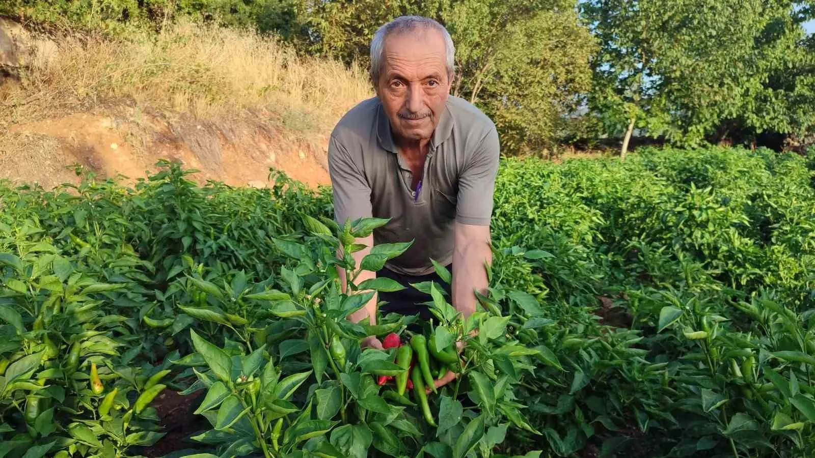 Beyağaç’ın acı lezzeti Kayaca biberinde hasat heyecanı: 7 tonluk rekolte bekleniyor