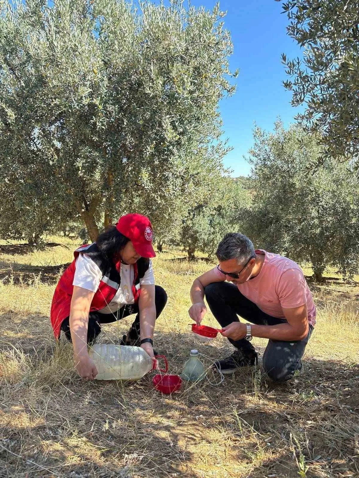 Zeytin bahçelerinde sinek alarmı: Salihli'de üreticiye kritik hatırlatma