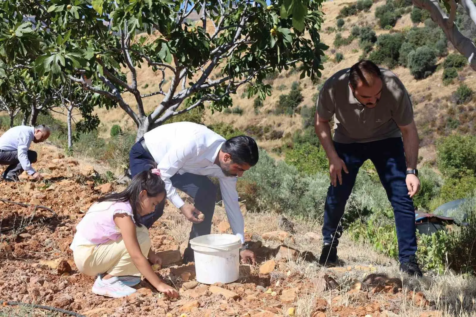 İncir bahçelerinde hummalı çalışma: Kaymakam Battal’dan üreticiye moral ziyareti