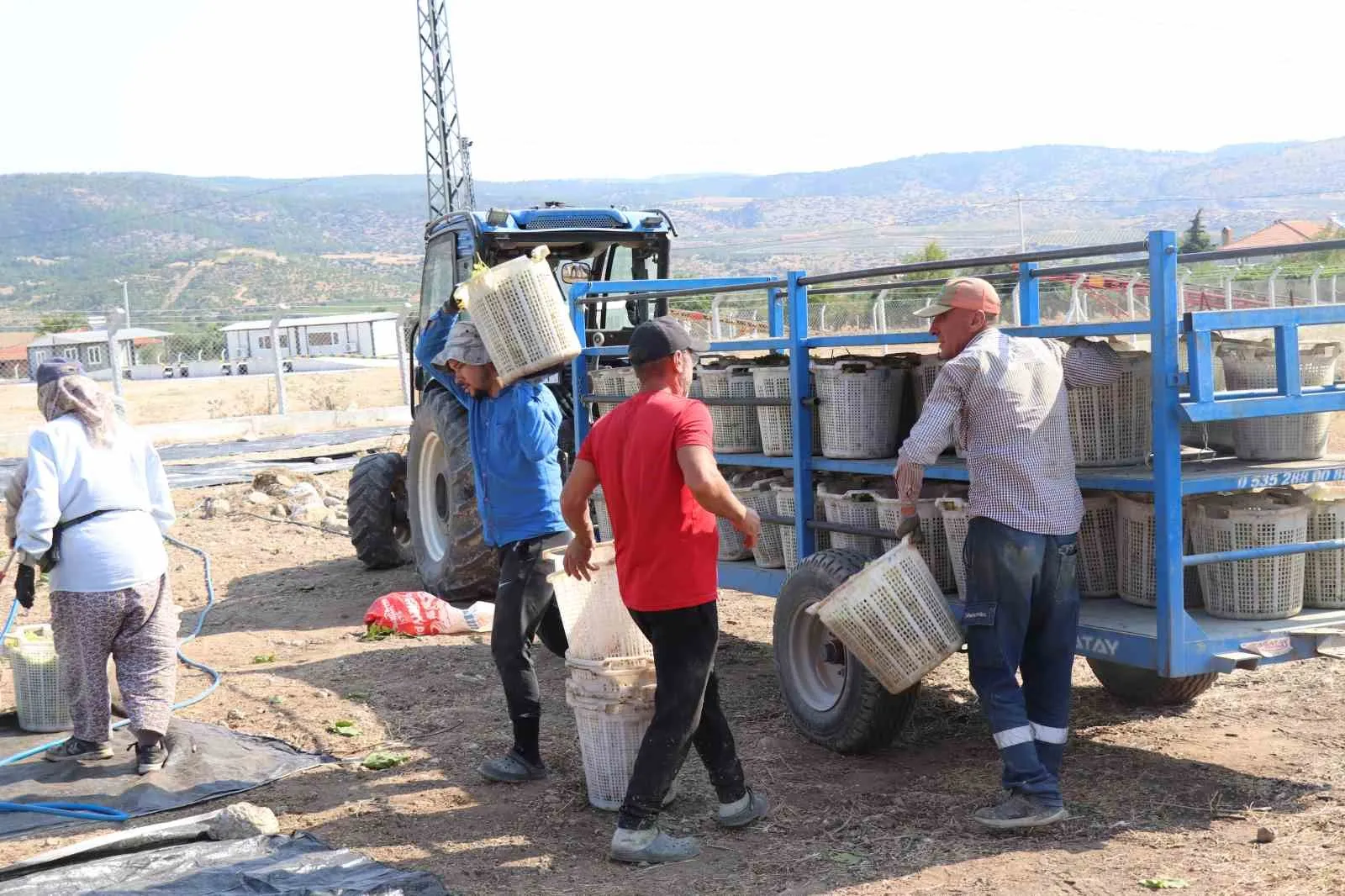 Denizli bağlarında hasat buruk geçiyor: Üretici maliyet kıskacında TMO'dan destek bekliyor
