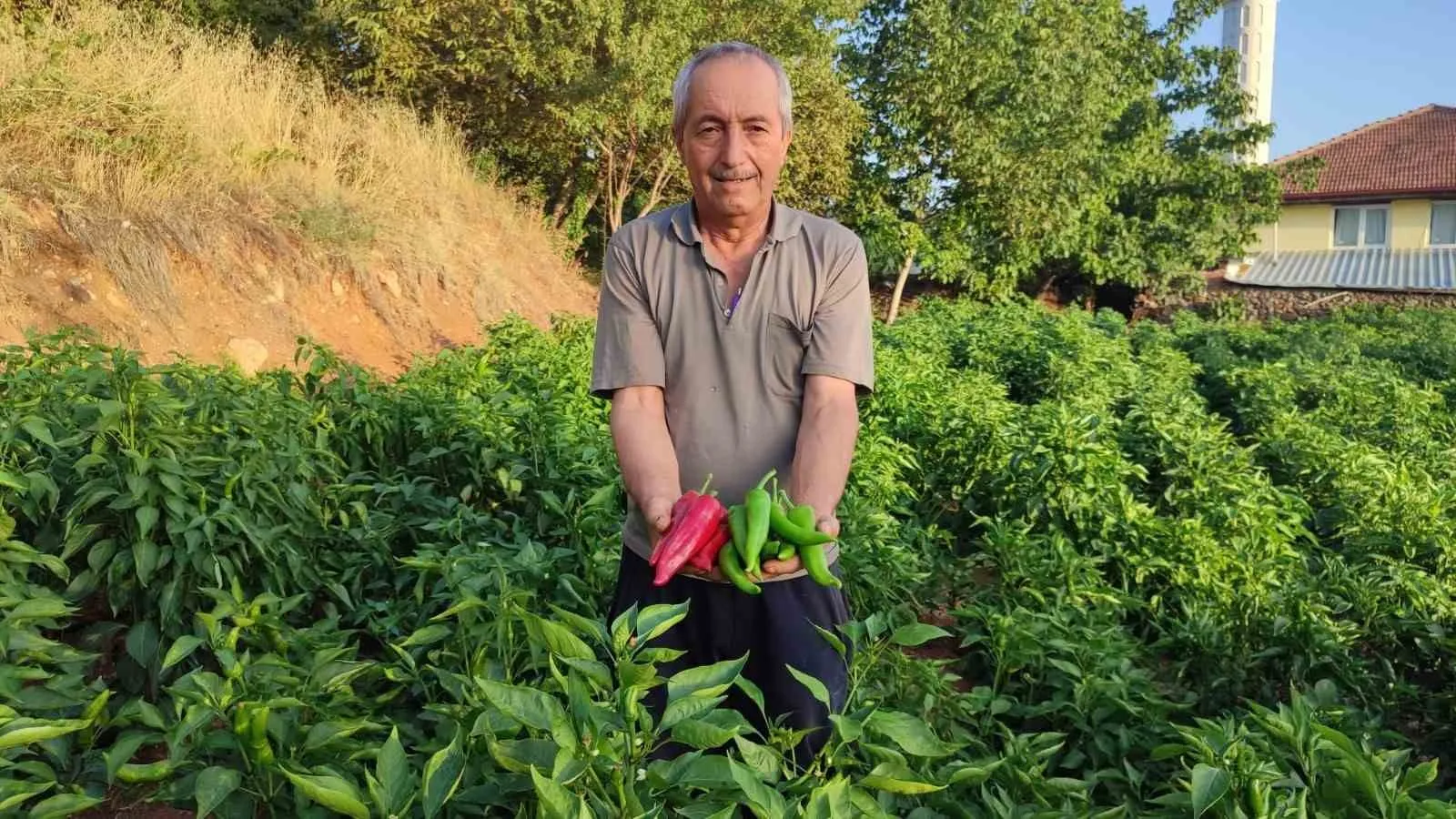 Beyağaç’ın acı lezzeti Kayaca biberinde hasat heyecanı: 7 tonluk rekolte bekleniyor